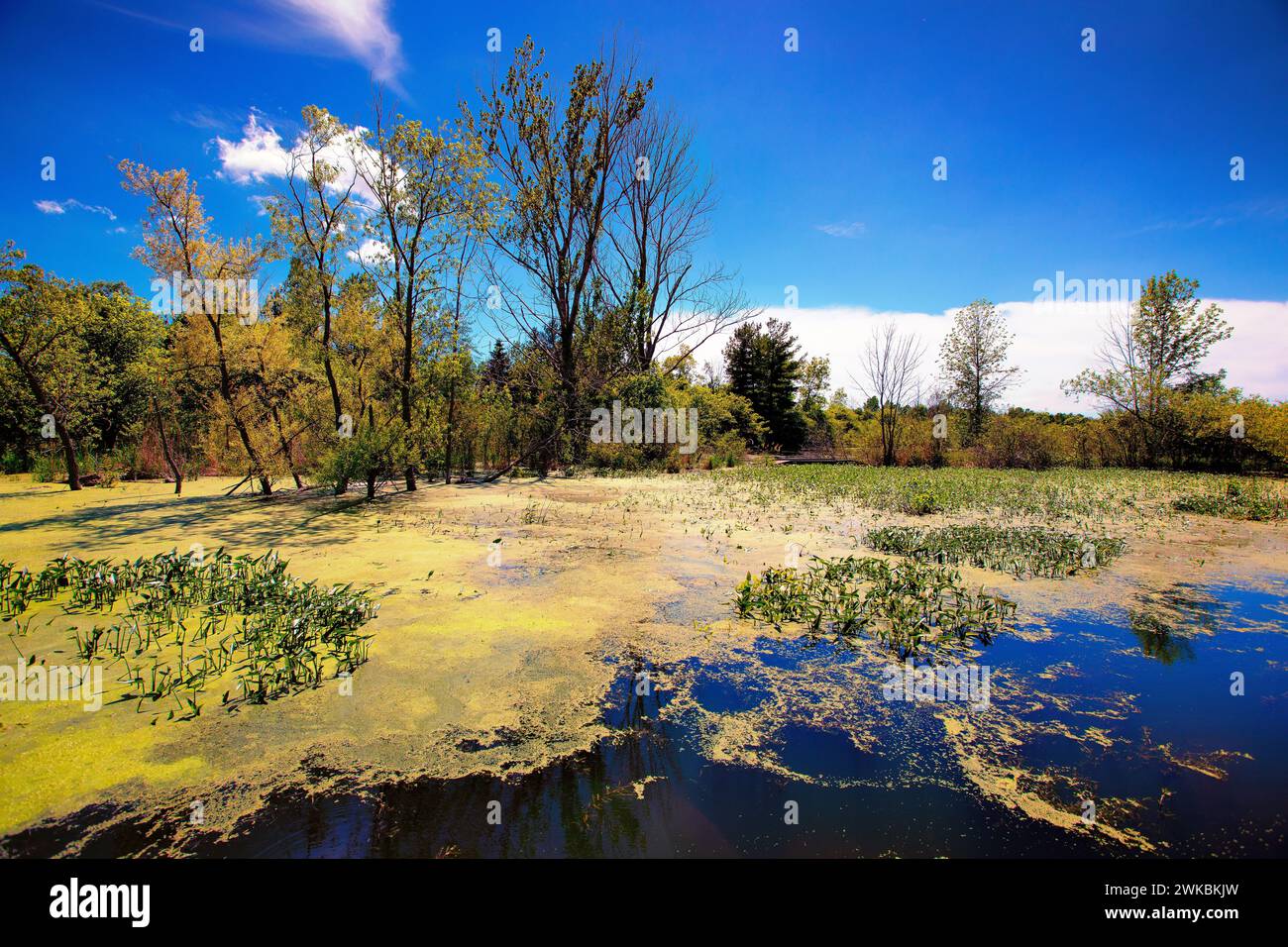 Wunderschöne sonnige Marsh-Szene am Nachmittag Stockfoto