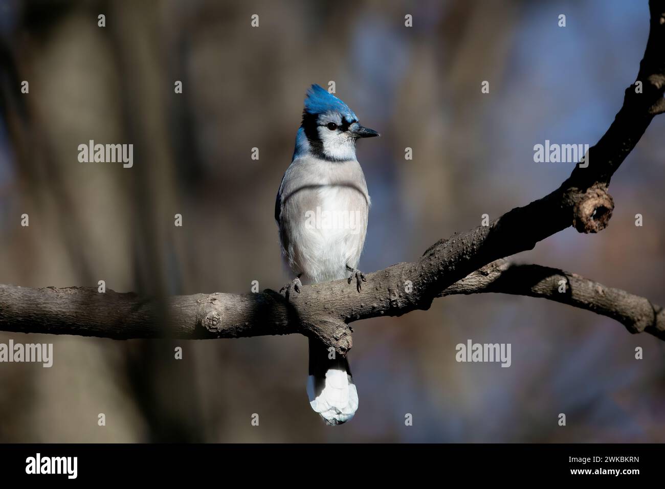 Blue Jay, der auf einem Baumzweig sitzt Stockfoto