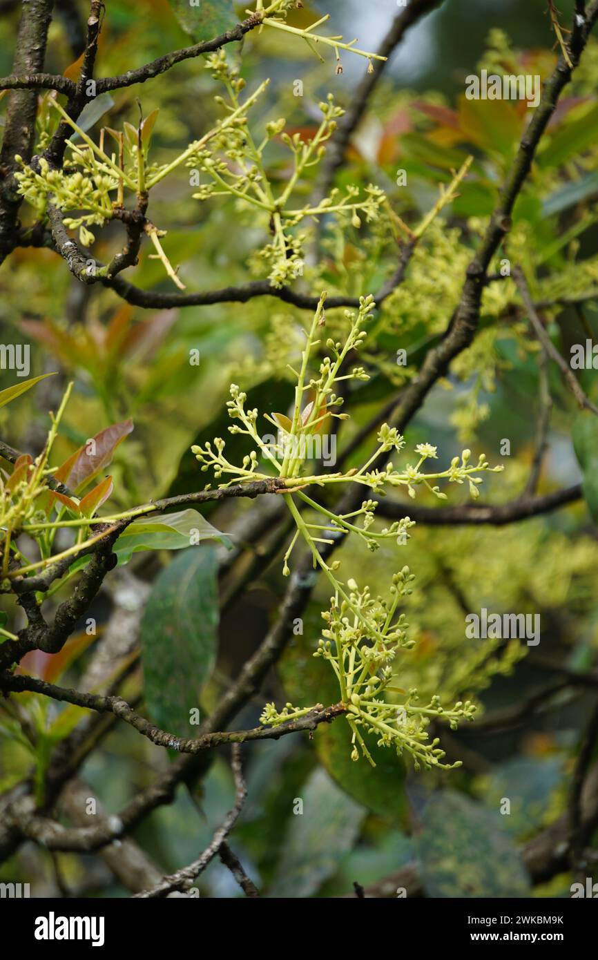 Die Blume der Avocado (Persea americana, Avocadobirne, Alligatorbirne) im Hintergrund der Natur Stockfoto