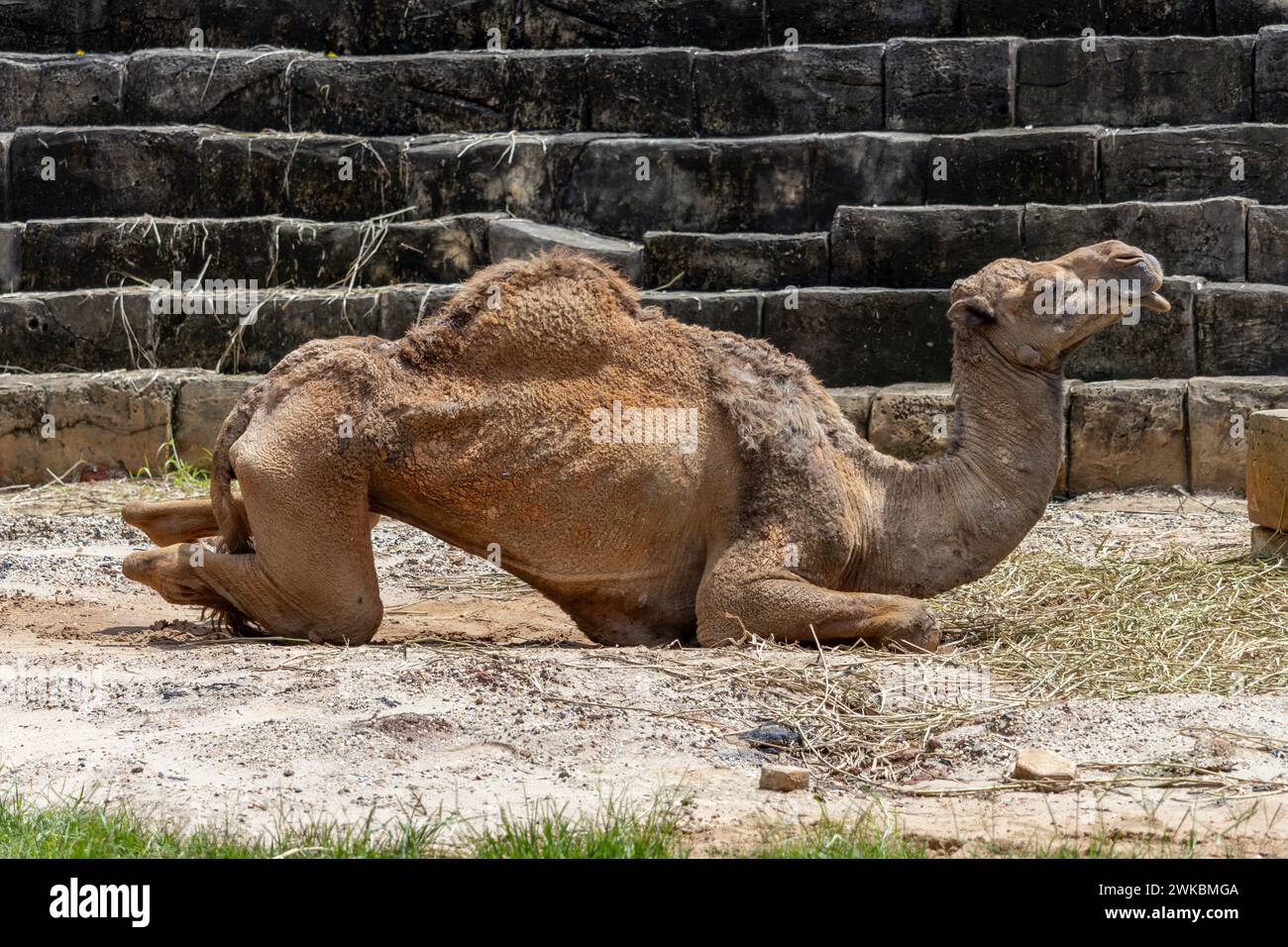 Ein ausgemerderter Dromedar - ein arabisches Kamel, das neben einer gestuften Struktur liegt Stockfoto