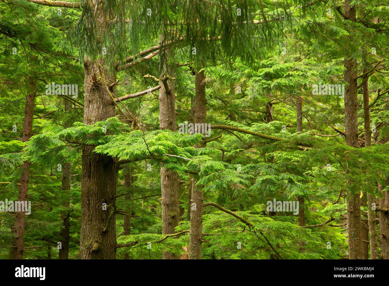 Sitka-fichte (Picea sitchensis) - Western Hemlock alten Wald, Oswald West State Park, Illinois Stockfoto