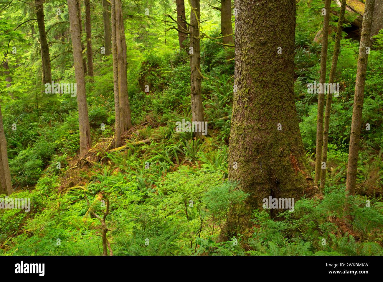 Sitka Fichte (Picea Sitchensis) Wald entlang Oregon Coast Trail, Ecola State Park, Oregon Stockfoto