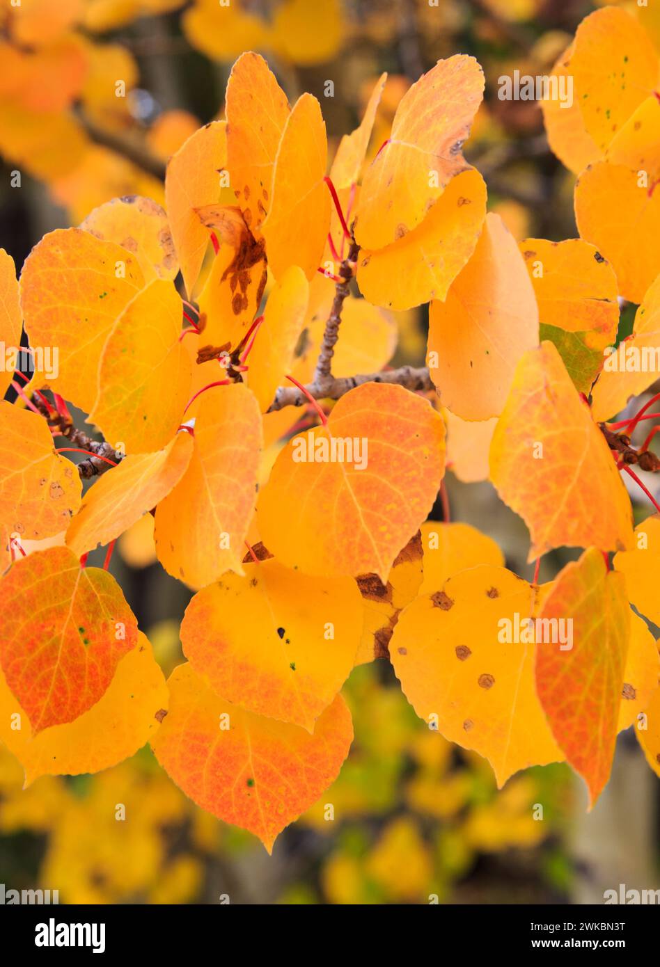 Aspen verlässt im Herbst Stockfoto