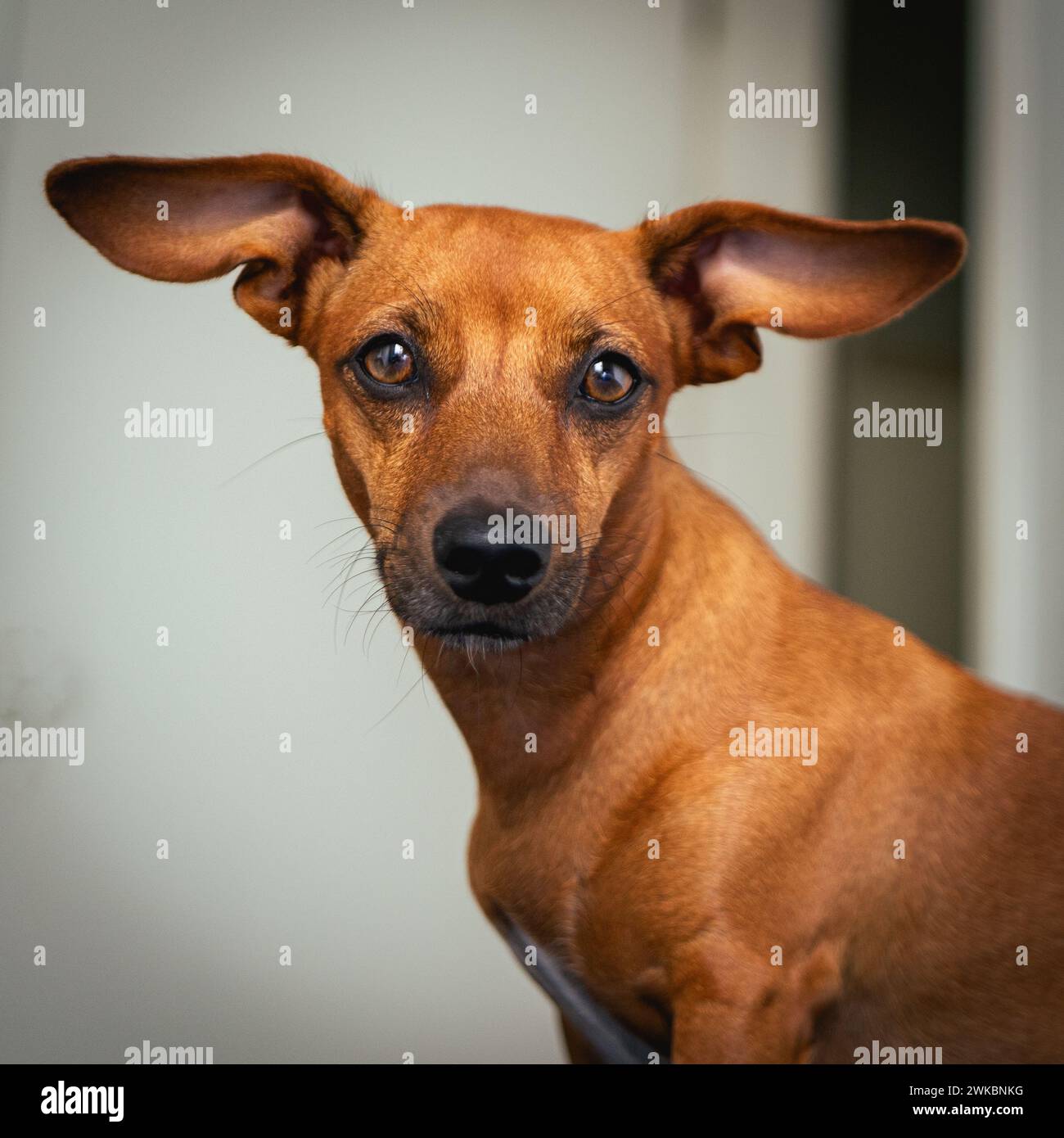 Kleiner brauner gemischter Rassenhund, posiert für die Kamera. Stockfoto