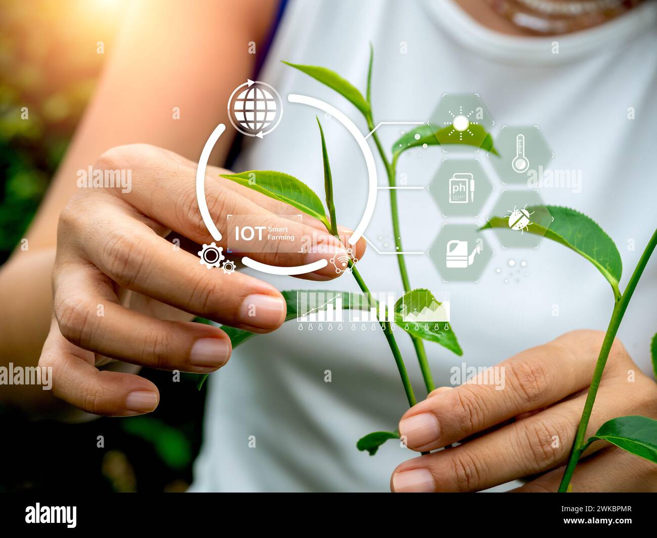 Technologiekonzept für die intelligente Landwirtschaft im Bereich der landwirtschaftlichen Transformation. Digitale Cyber-Anzeige von IoT-Elementsymbolen wird angezeigt, während eine Landwirtin Bio-gre hält Stockfoto