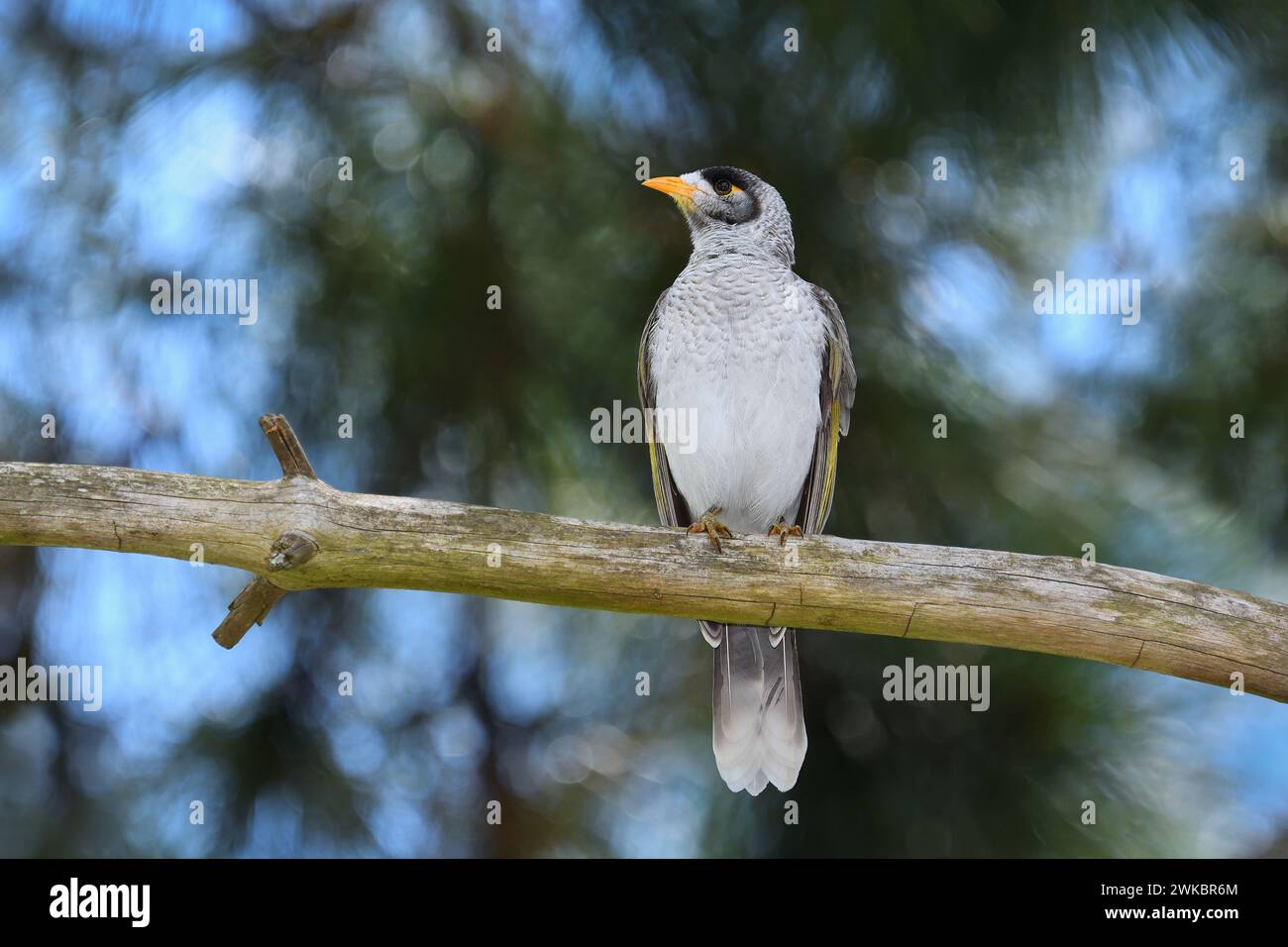 Ein australischer ausgewachsener Noisy Miner-Manorina melanocephala-Vogel, der auf einem Tannenzweig in bunten, sanften Bokeh, Morgenlicht und Kopierraum thront Stockfoto