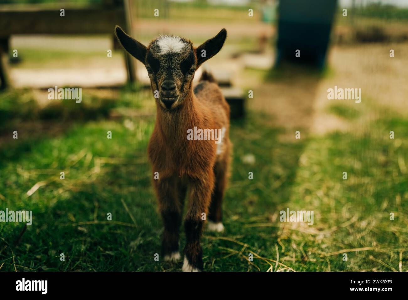 Nahaufnahme einer kleinen braunen Ziege. Hochwertige Fotos Stockfoto