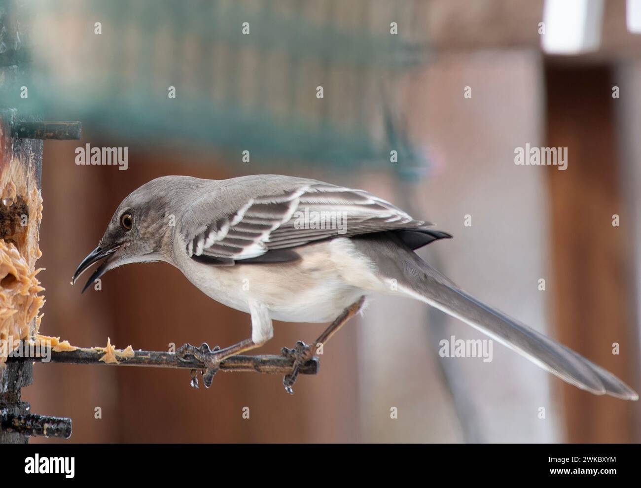Ein nördlicher Spottvogel auf einer Erdnussbutter-Vogelfütterung Stockfoto