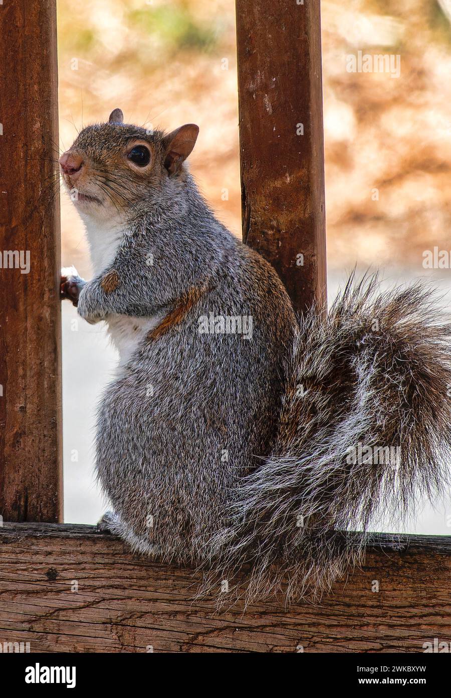 Ein graues Eichhörnchen posiert auf dem Deck Stockfoto