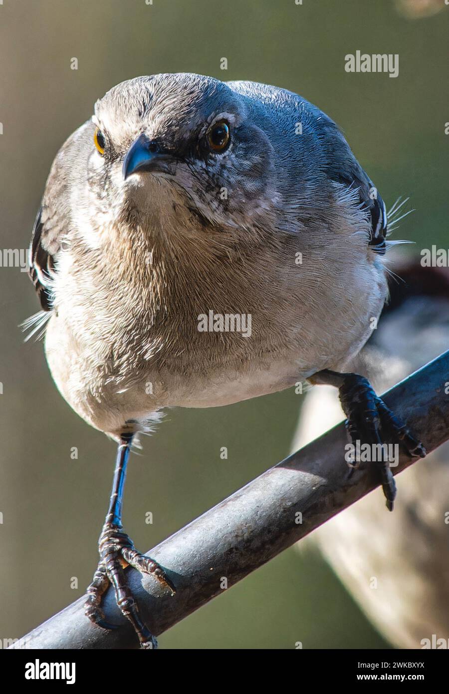 Ein nördlicher Spottvogel auf einem hohen Steg Stockfoto