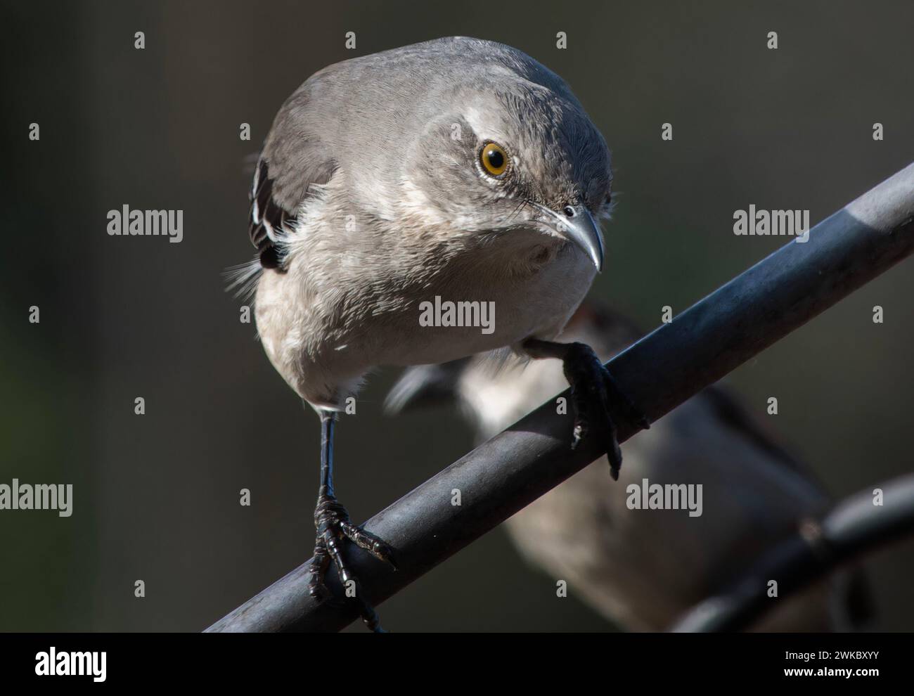 Ein nördlicher Spottvogel auf einem hohen Steg Stockfoto