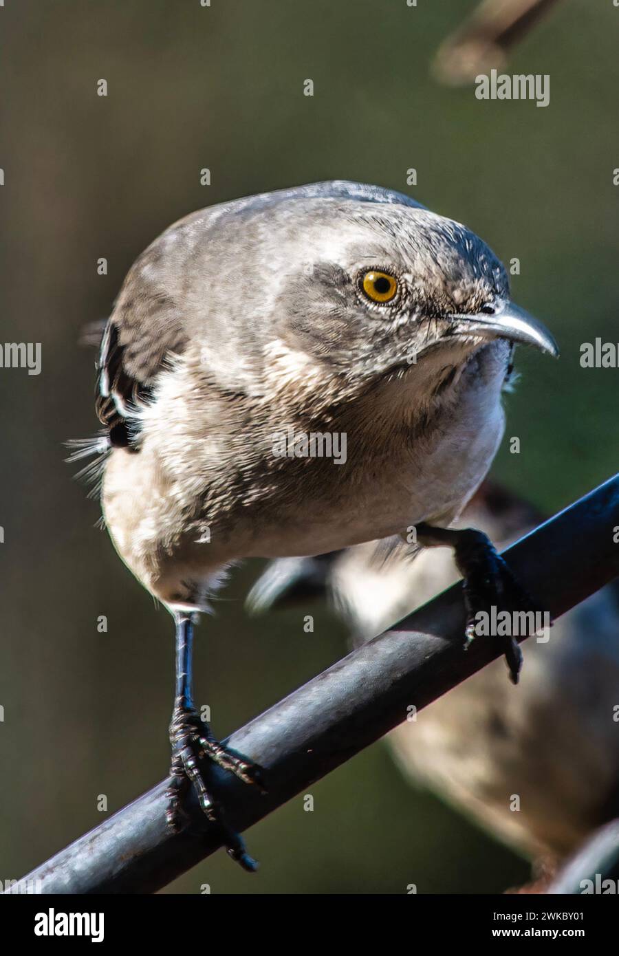 Ein nördlicher Spottvogel auf einem hohen Steg Stockfoto