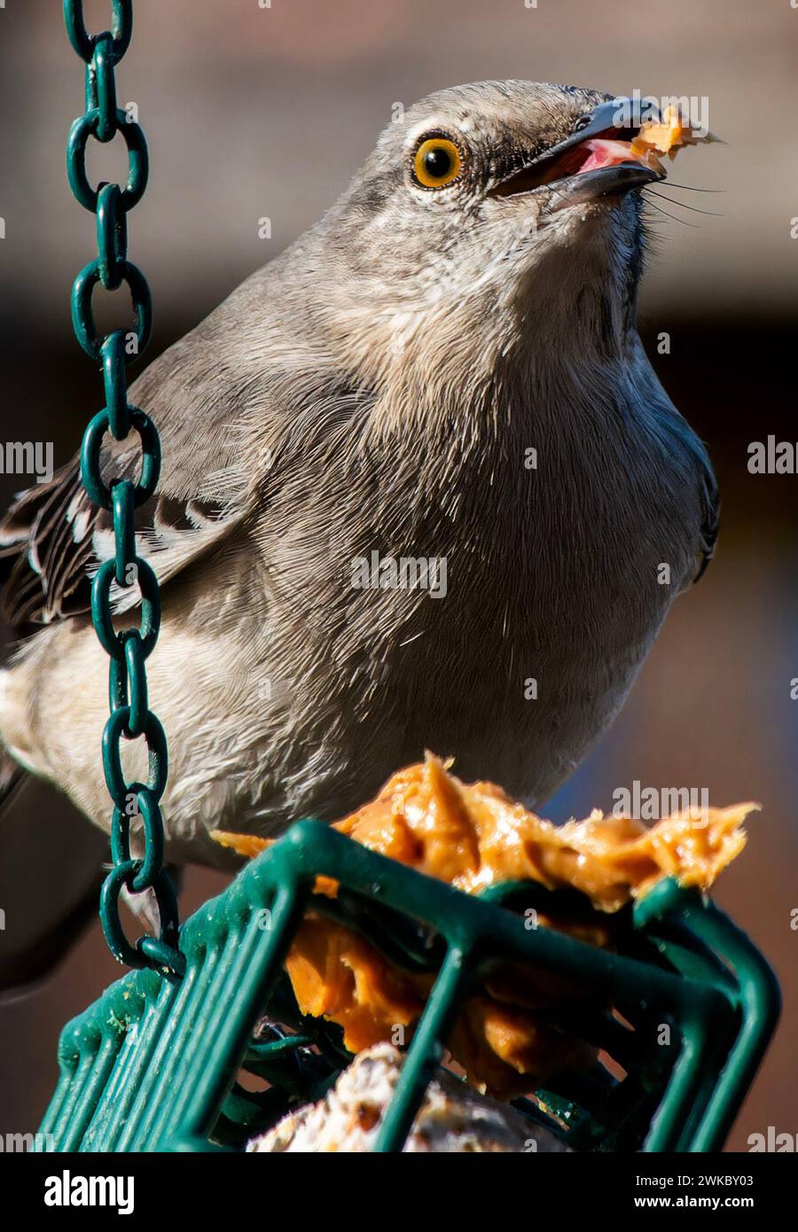 Ein nördlicher Spottvogel auf einem hohen Steg Stockfoto