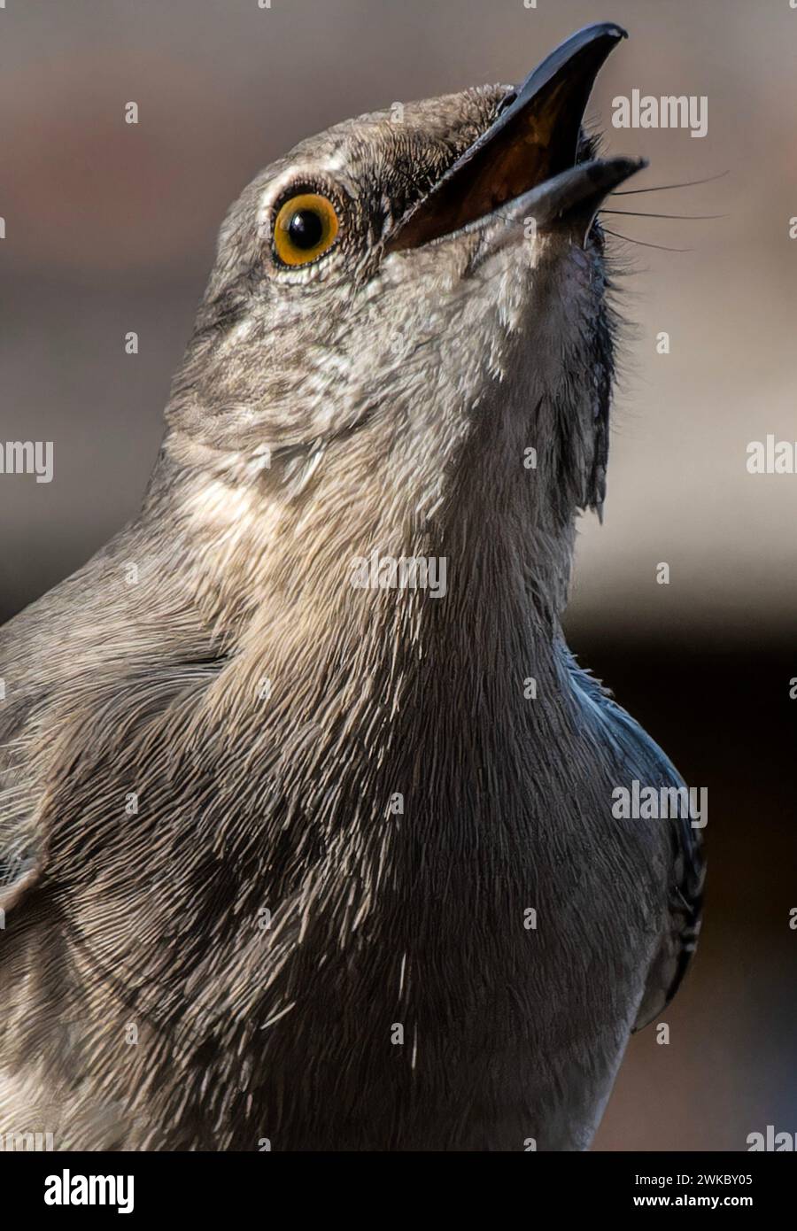 Ein nördlicher Spottvogel auf einem hohen Steg Stockfoto