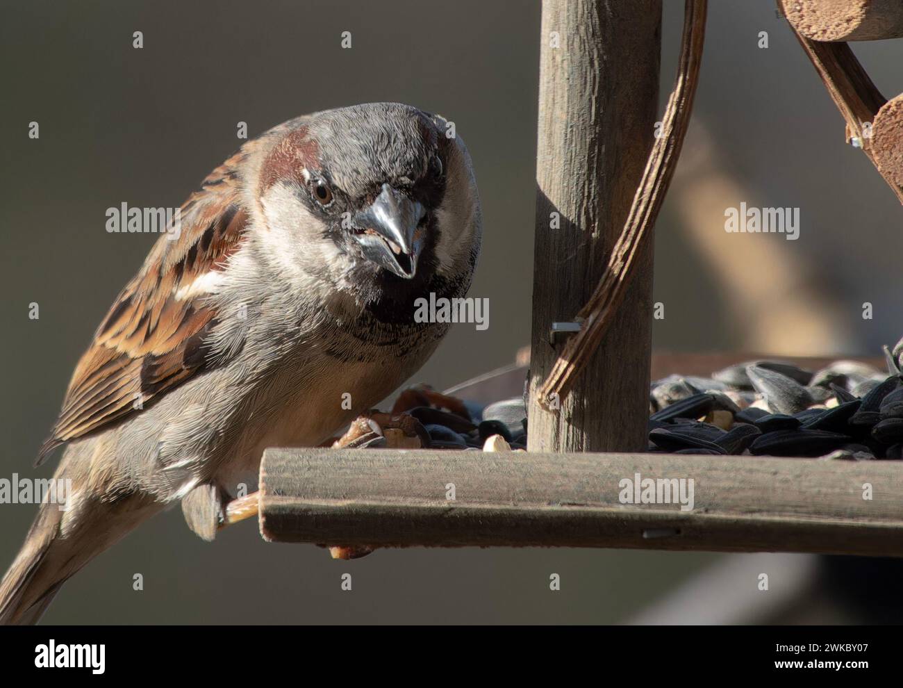 Ein kleiner Spatz auf dem Vogelfutter Stockfoto