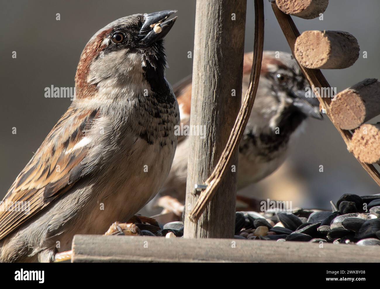 Ein kleiner Spatz auf dem Vogelfutter Stockfoto
