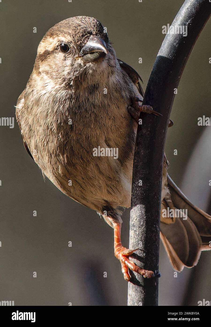 Ein kleiner Spatz auf dem Vogelfutter Stockfoto