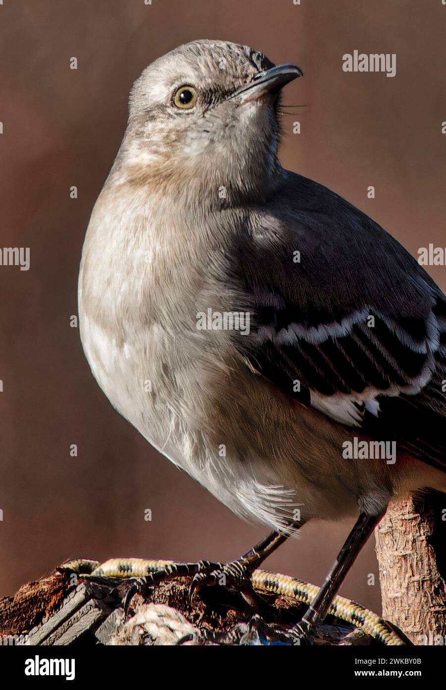 Ein nördlicher Spottvogel auf einem hohen Steg Stockfoto