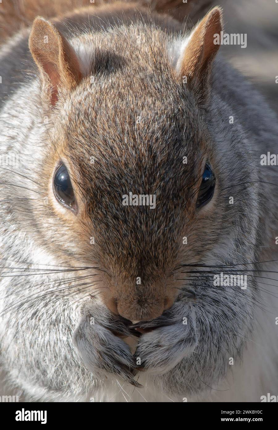 Ein graues Eichhörnchen posiert auf dem Deck Stockfoto
