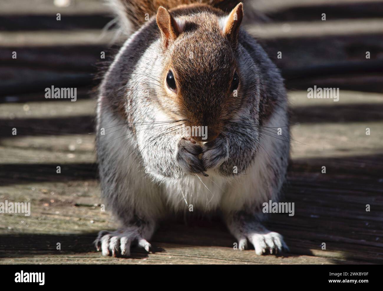 Ein graues Eichhörnchen posiert auf dem Deck Stockfoto