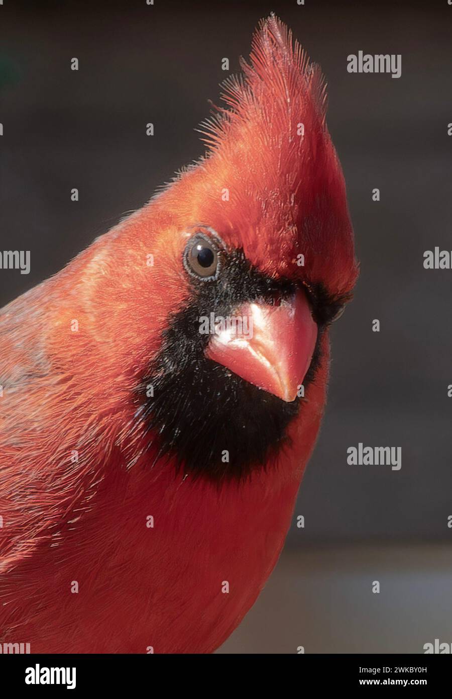 Ein nördlicher Kardinal auf der Terrasse im Hinterhof Stockfoto