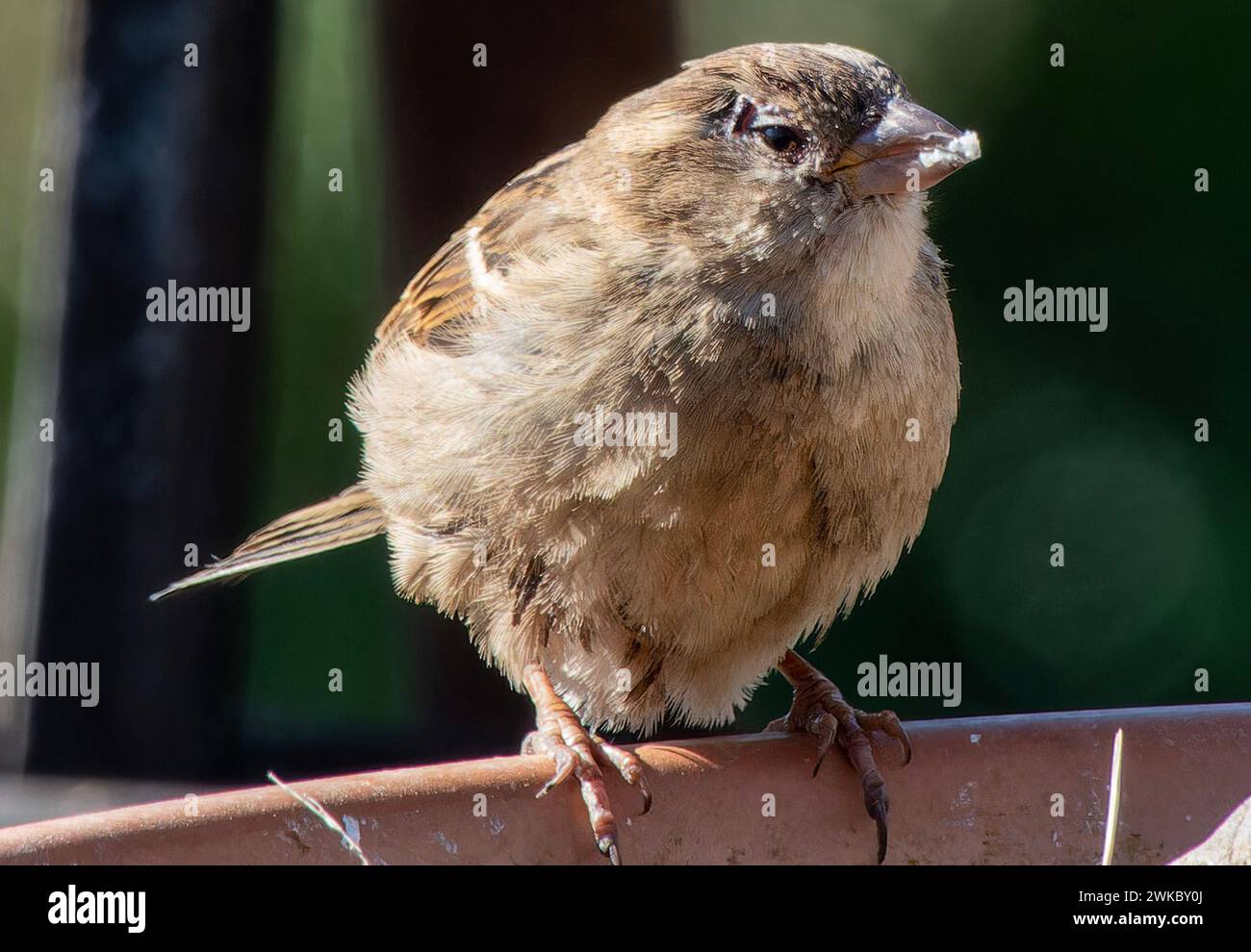 Ein kleiner Spatz auf dem Vogelfutter Stockfoto