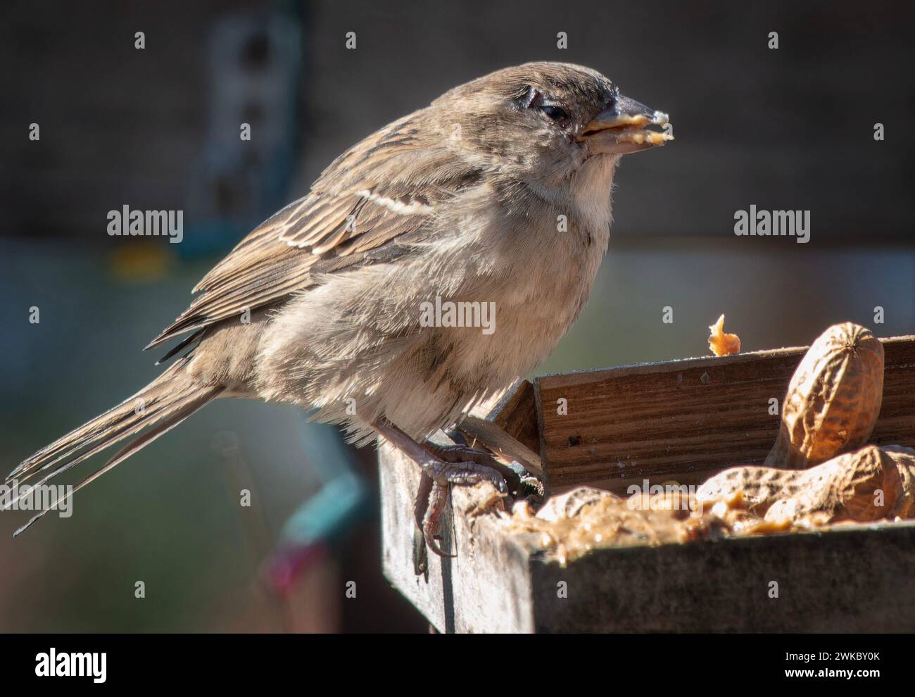 Ein kleiner Spatz auf dem Vogelfutter Stockfoto