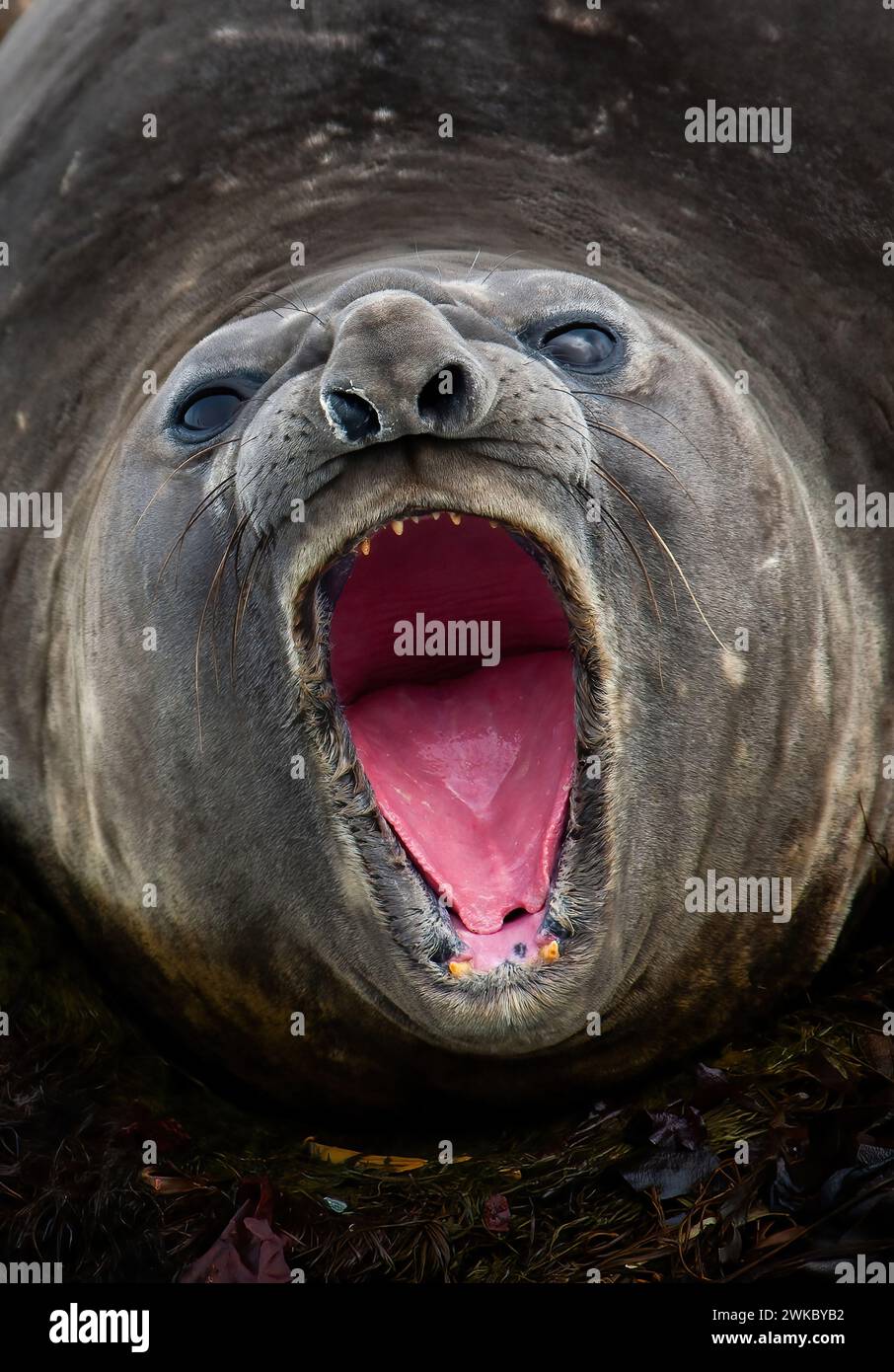 Weibliche Südliche Elefantenrobbe ( Mirounga leonina ) brüllt mit weit geöffneter Öffnung, Südshetlandinseln, subantarktische Inseln, Antarktische Halbinsel Stockfoto