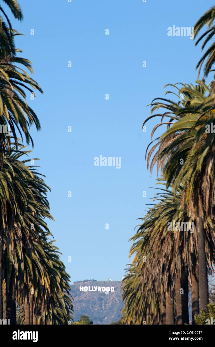 Hollywood, Schild, Palmen, Los Angeles, Kalifornien, USA Stockfoto