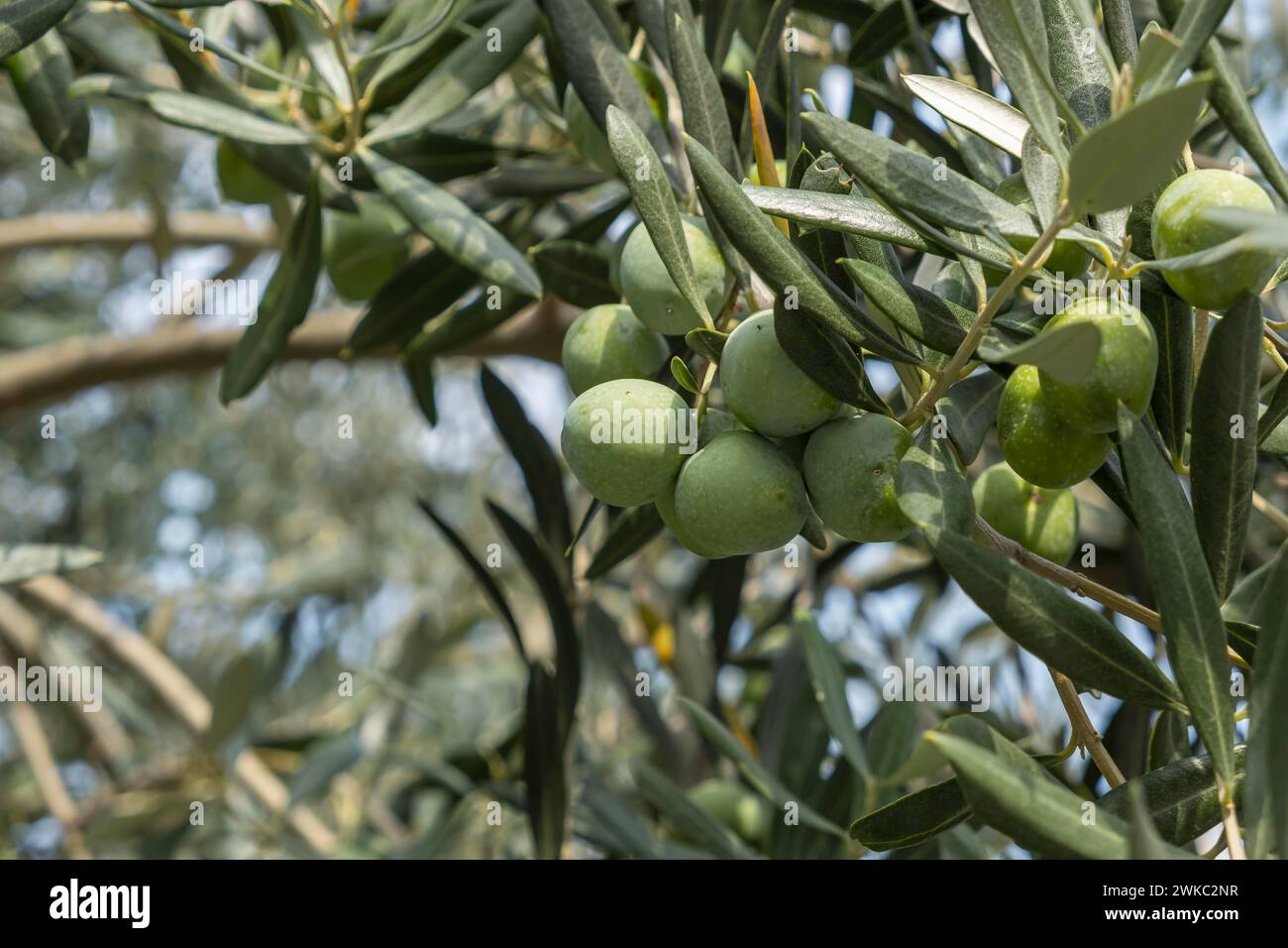 Oliven, grüne Oliven auf einem Baum, Istrien, Kroatien Stockfoto