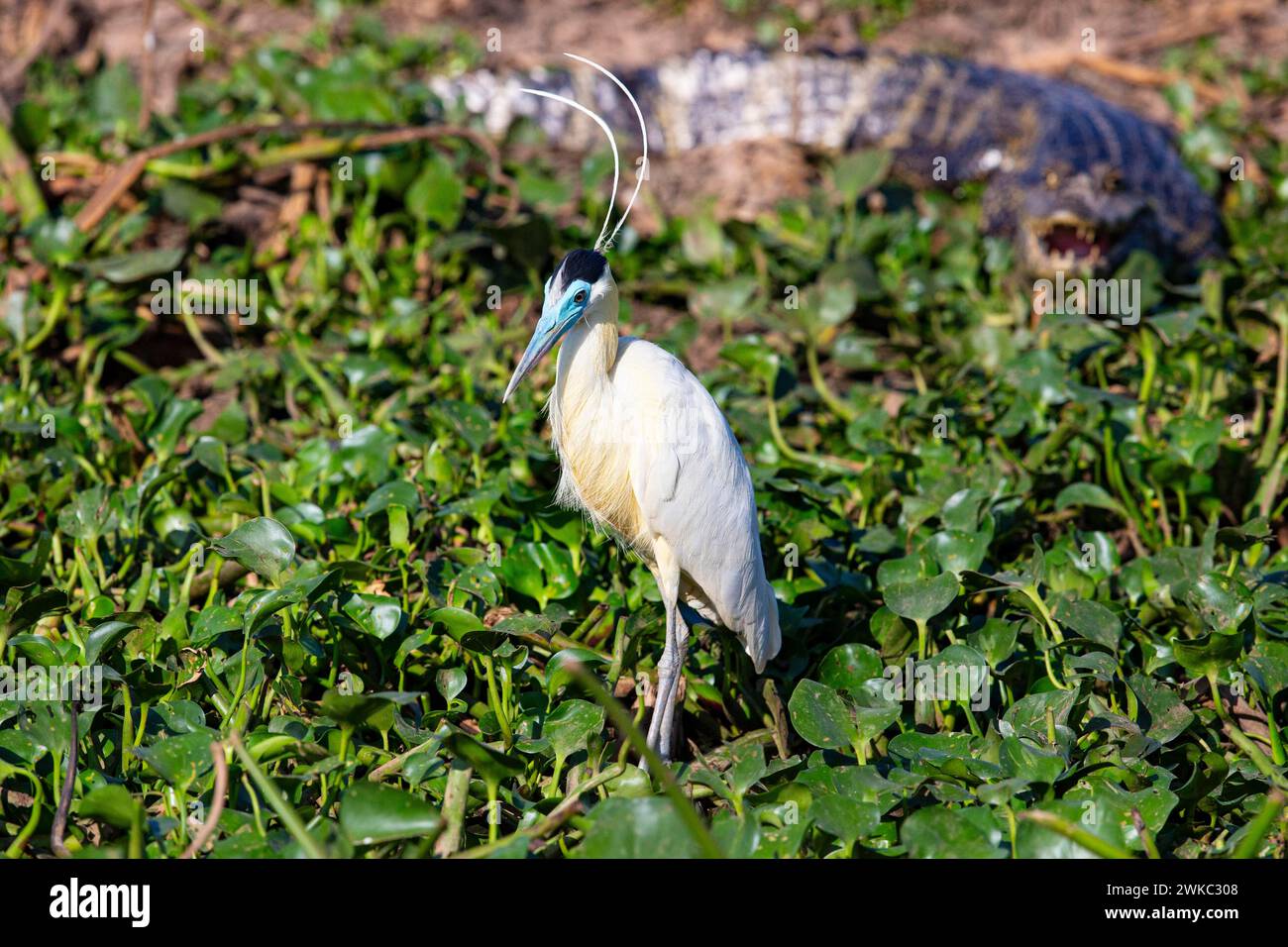 Kappreiher (Pilherodius pileatus) Pantanal Brasilien Stockfoto