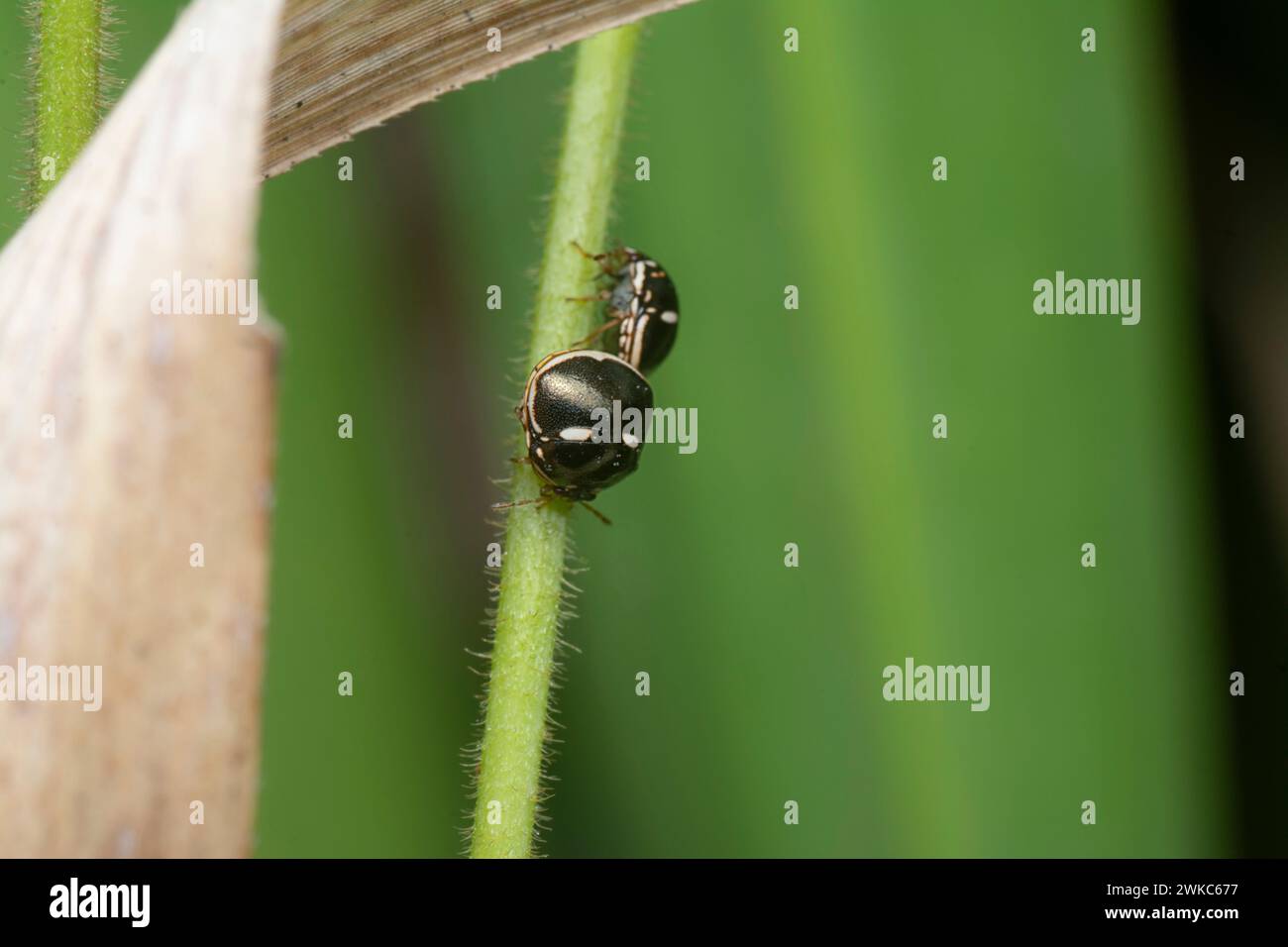 Nahaufnahme eines winzigen Pillkäfers. Stockfoto