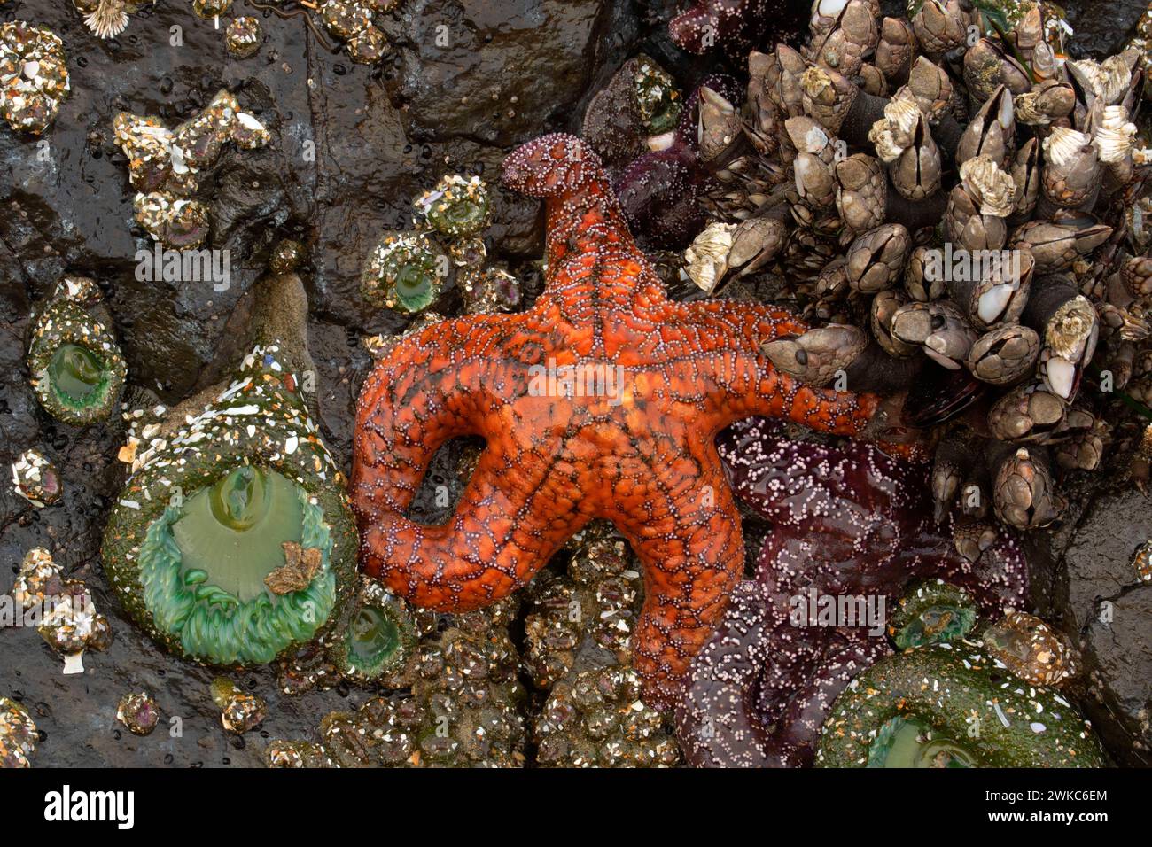 Ockerseestern (Pisaster Ochram) mit Riesenanemone (Anthopleura xanthogrammica), Yachats State Park, Oregon Stockfoto