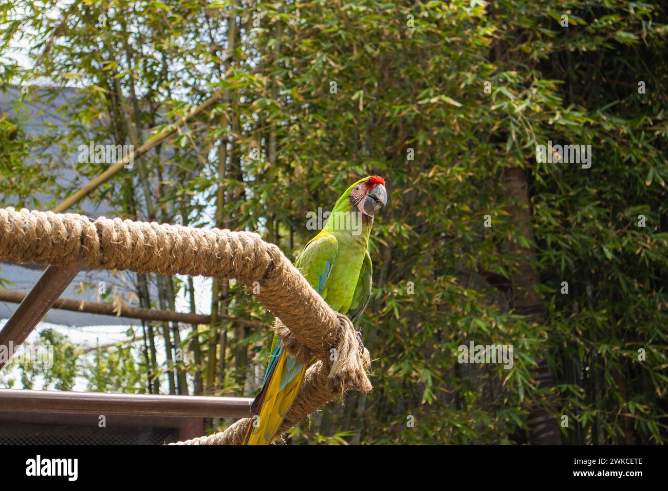 Grüner Ara auf einem Seilspielplatz. Stockfoto