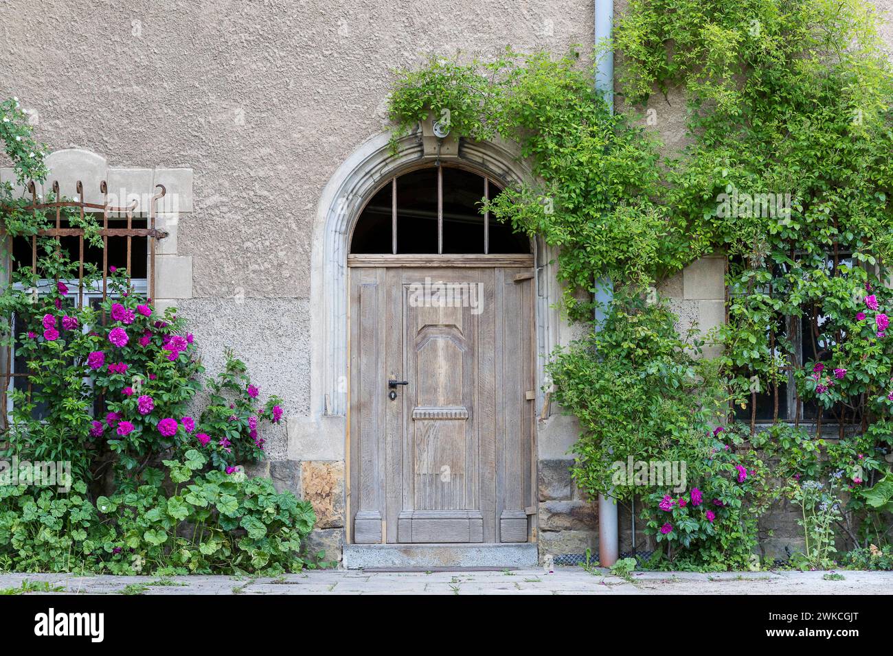 schlichte Holztür mit Rosen umrankt an der Außenseite von Schloss Thürmsdorf, Struppen, Sächsische Schweiz, Sachsen, Deutschland *** einfache Holztür Stockfoto