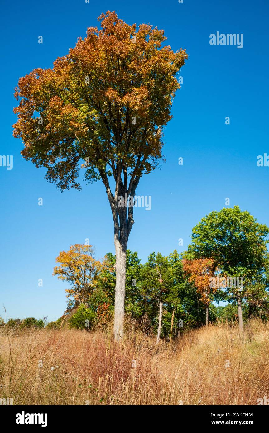 Das Stones River National Battlefield im Rutherford County, Tennessee, USA Stockfoto