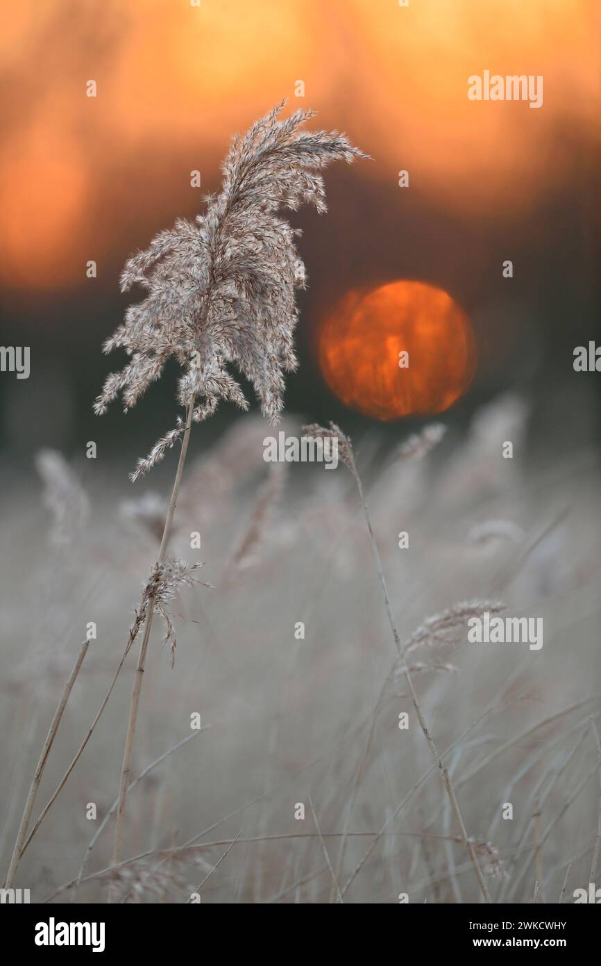 Sonnenuntergang über Feuchtgebieten, Schilfgras ( Phragmites australis ), Tagesende, Stille, Meditation, warmes Licht, im Winter. Stockfoto