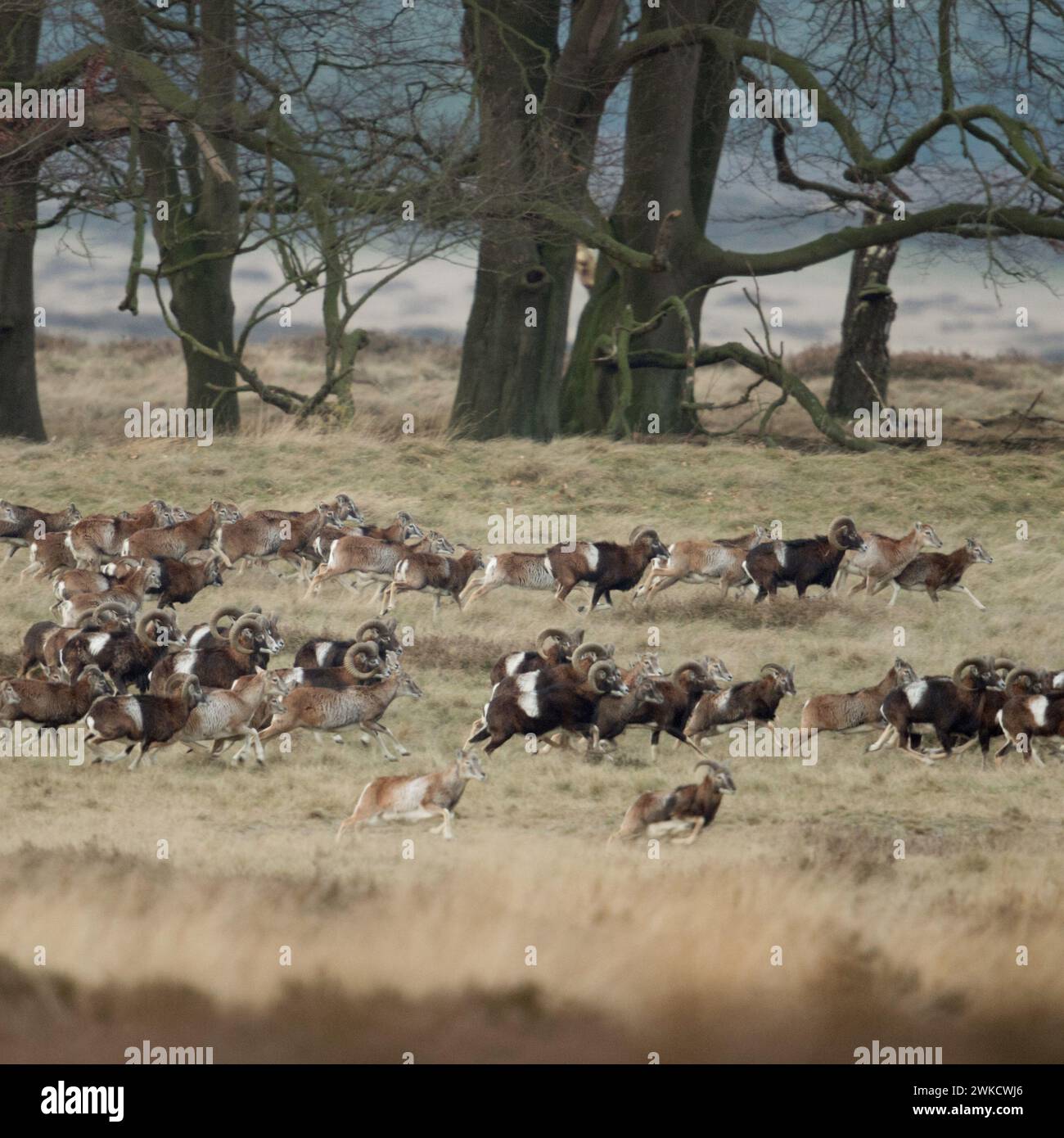 Europäische Mufflons (Ovis orientalis musimon), schüchtern, volle Herde, riesige Herde, Running, Flucht, durch offenes Land, typisches Habitat, Europa. Stockfoto