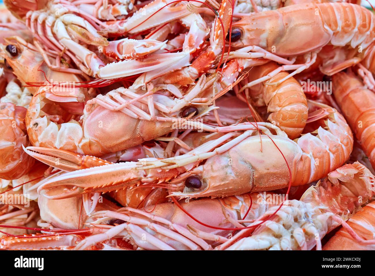 Gekochte Kaisergranat (Nephrops norvegicus), Læsø, Dänemark Stockfoto