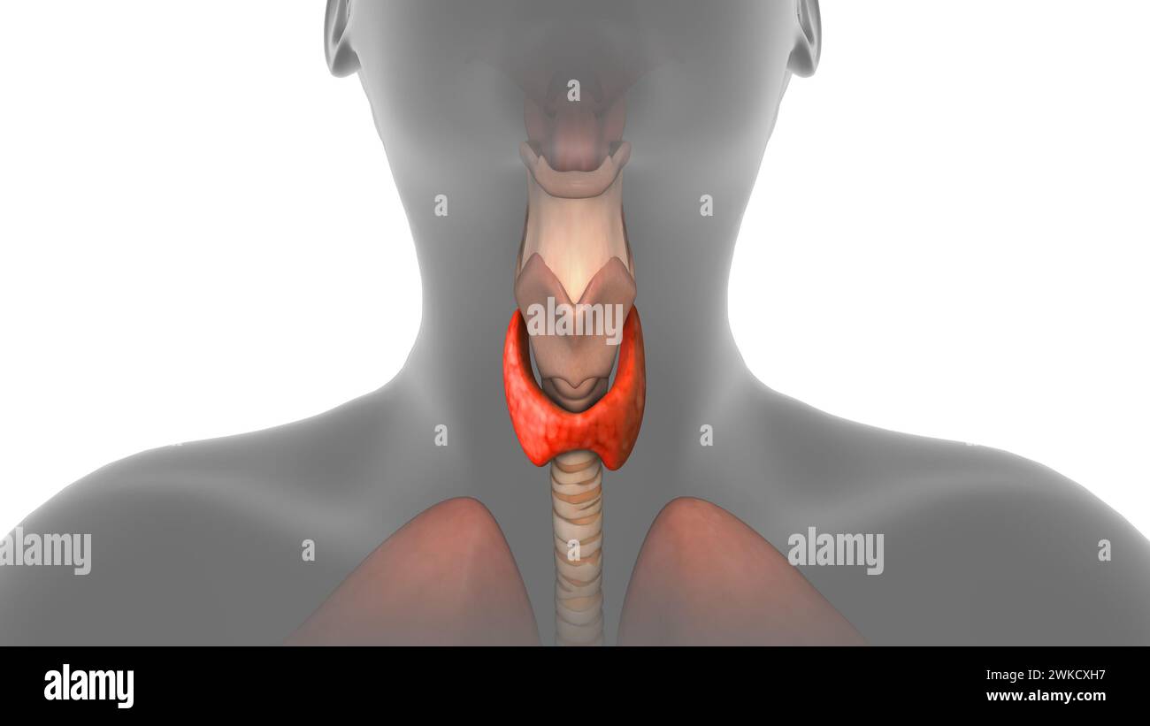 Schilddrüse im menschlichen Körper Stockfoto