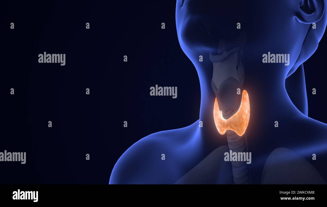 Animation Zur Anatomie Der Menschlichen Schilddrüse Stockfoto