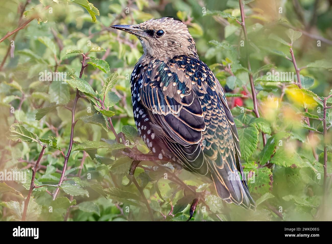 Starling, Burnham-on-Crouch, Essex, Großbritannien Stockfoto