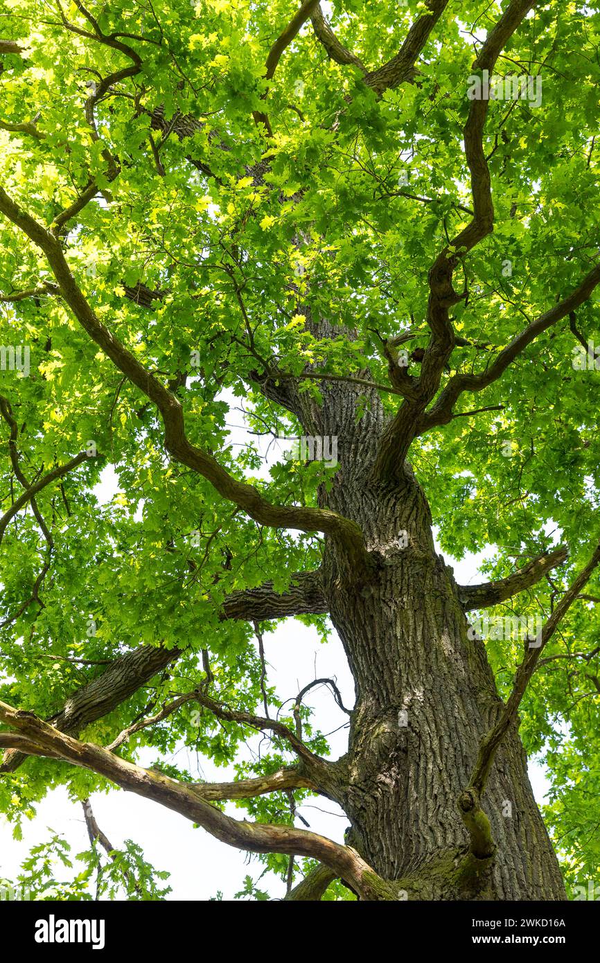 Eichen quercus mit Laub und typischer Wuchsform, Döbra, Oßling, Sachsen, Deutschland *** Eichen quercus mit Laub und typischer Wuchsform, Döbra, Oßl Stockfoto