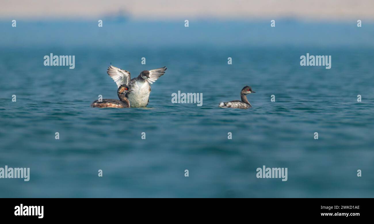 Geflügelte Serenade: Grebes in einem anmutigen Wasserballett Stockfoto