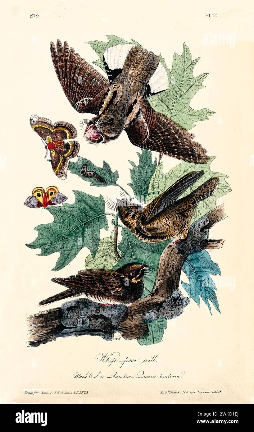 Alte Gravur-Illustration von Peitschenarmem Willen (Antrostomus vociferus). Erstellt von J.J. Audubon: Birds of America, Philadelphia, 1840 Stockfoto