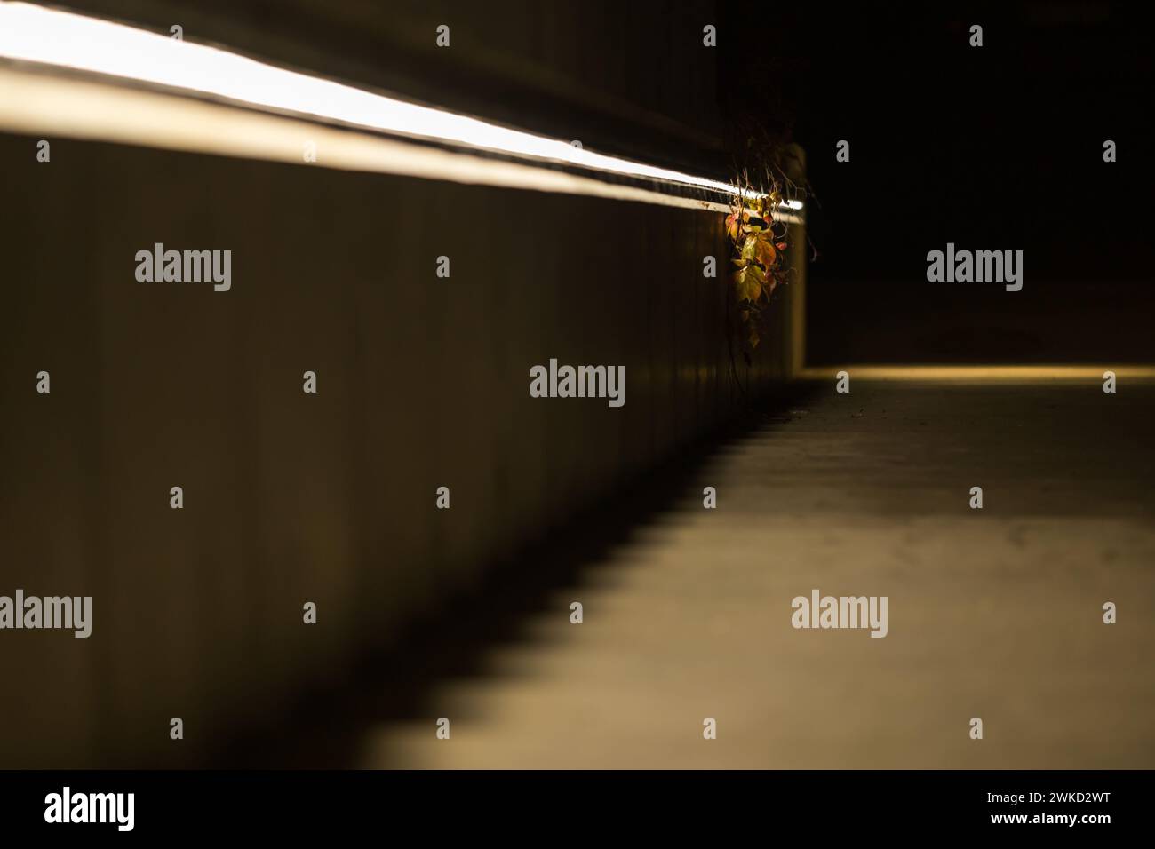 Eine Treppe unten in der Nacht aus Beton mit säulenfarbenen Blättern und Licht Stockfoto