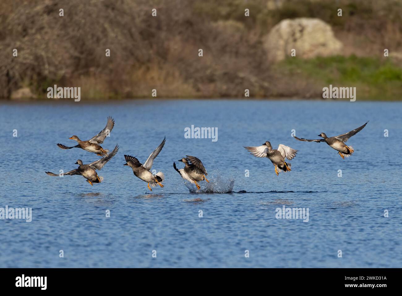 Eine Herde Enten, die über das Wasser eines Sumpfes fliegen. Stockfoto