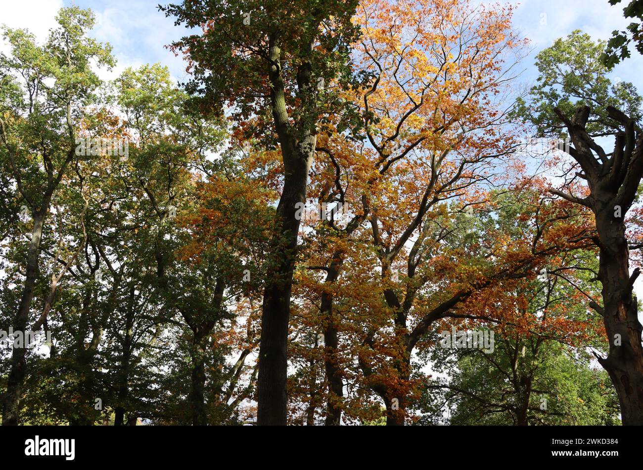 Herbst in Hampstead Heath. Stockfoto