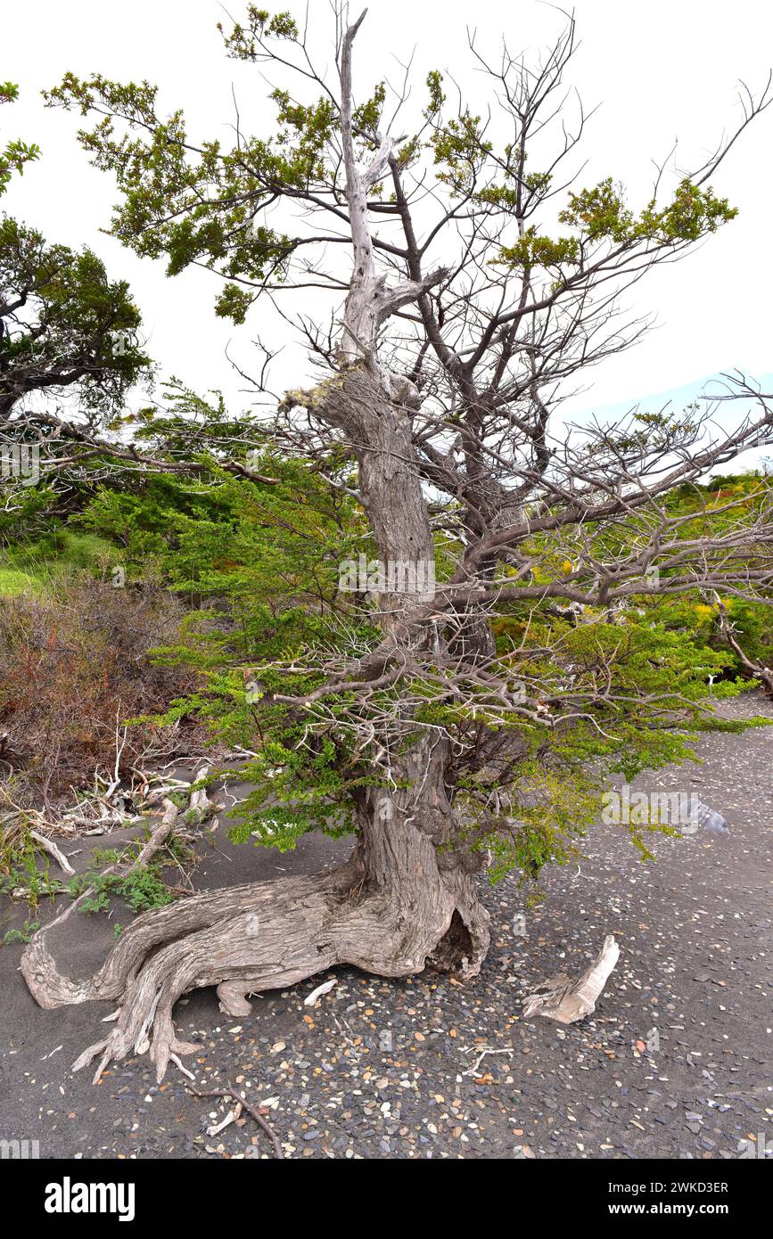 Ñirre oder antarktische Buche (Nothofagus antarctica) ist ein Laubbaum, der im Süden Chiles und Argentiniens beheimatet ist. Dieses Foto wurde in Torres del Paine aufgenommen Stockfoto