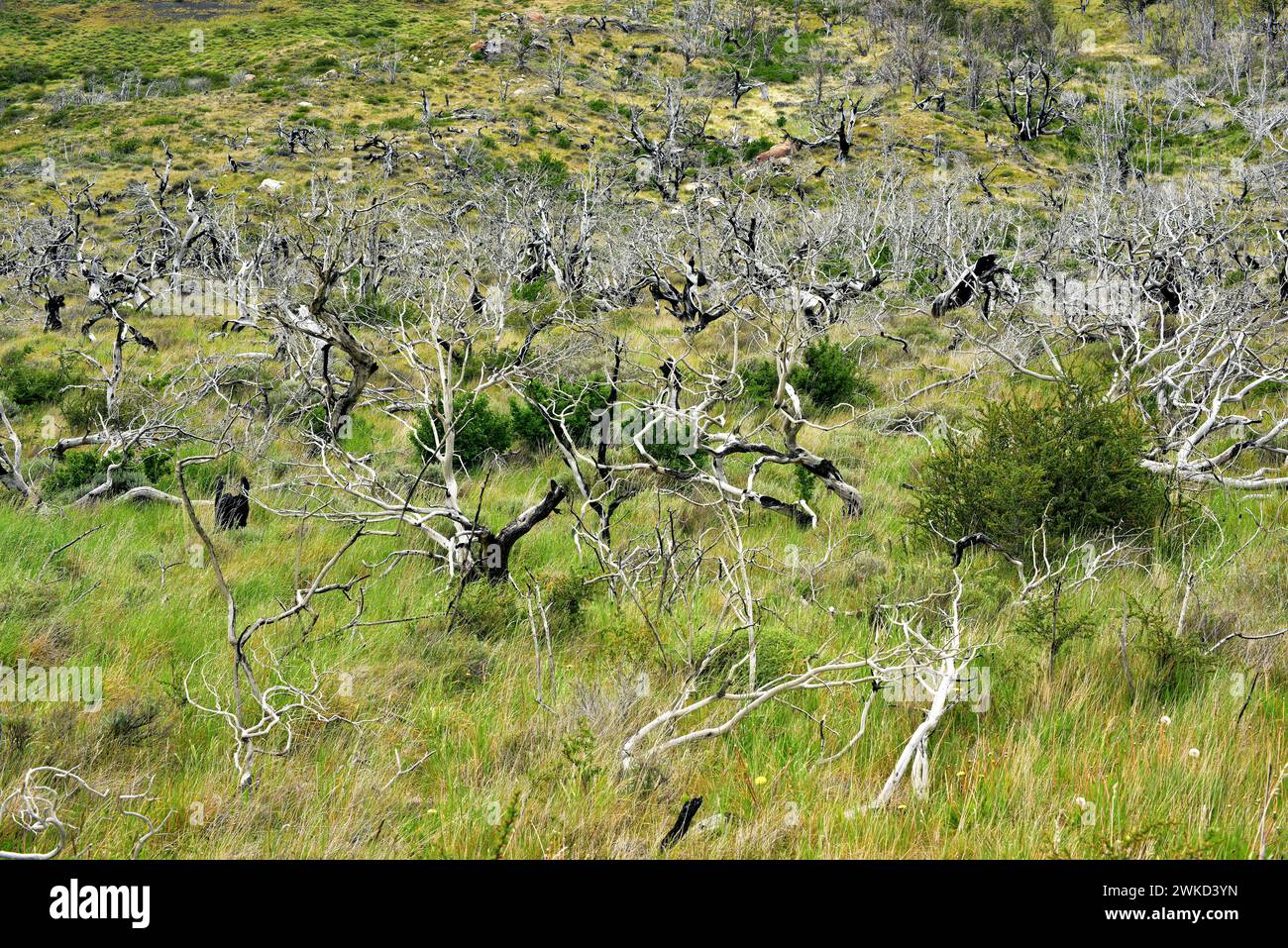 Lenga, haya austral oder Long Buche (Nothofagus pumilio) ist ein Laubbaum, der in den südlichen Anden Chiles und Argentiniens beheimatet ist. Verbrannter Wald. Dieses Foto Stockfoto